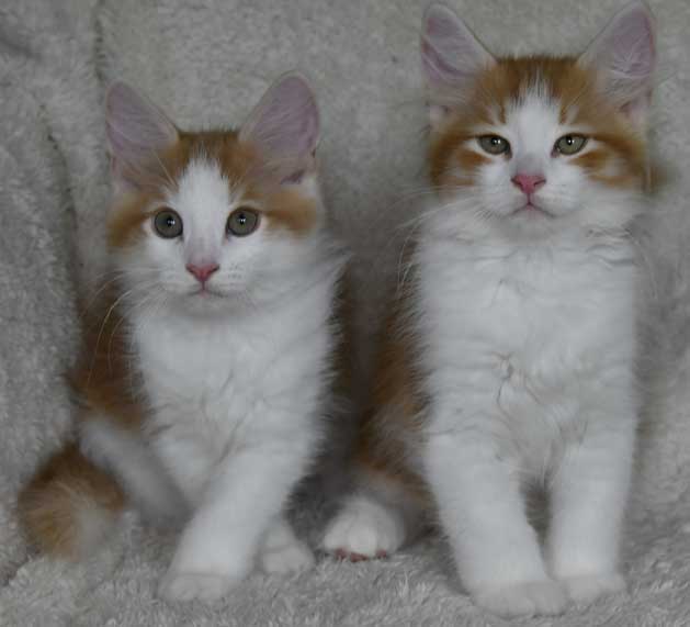 sibiriska kattungarna röd