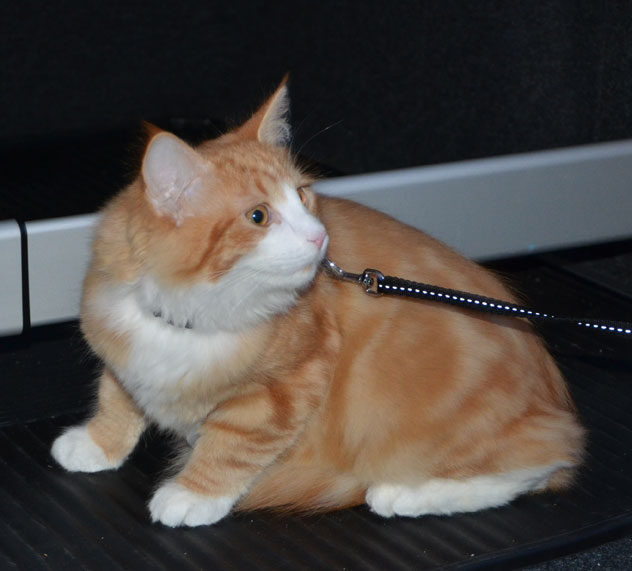 sibirisk katt Heraldes