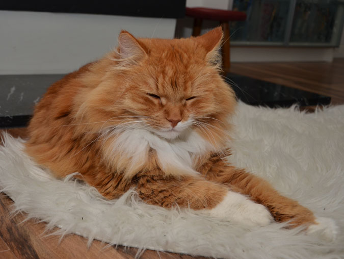 Sibirisk katt Sigge