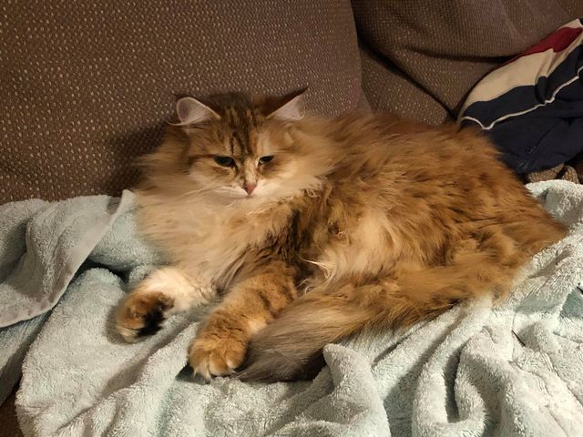 sibirisk katt Quine