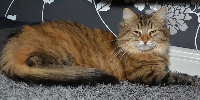 sibirisk katt Juliet