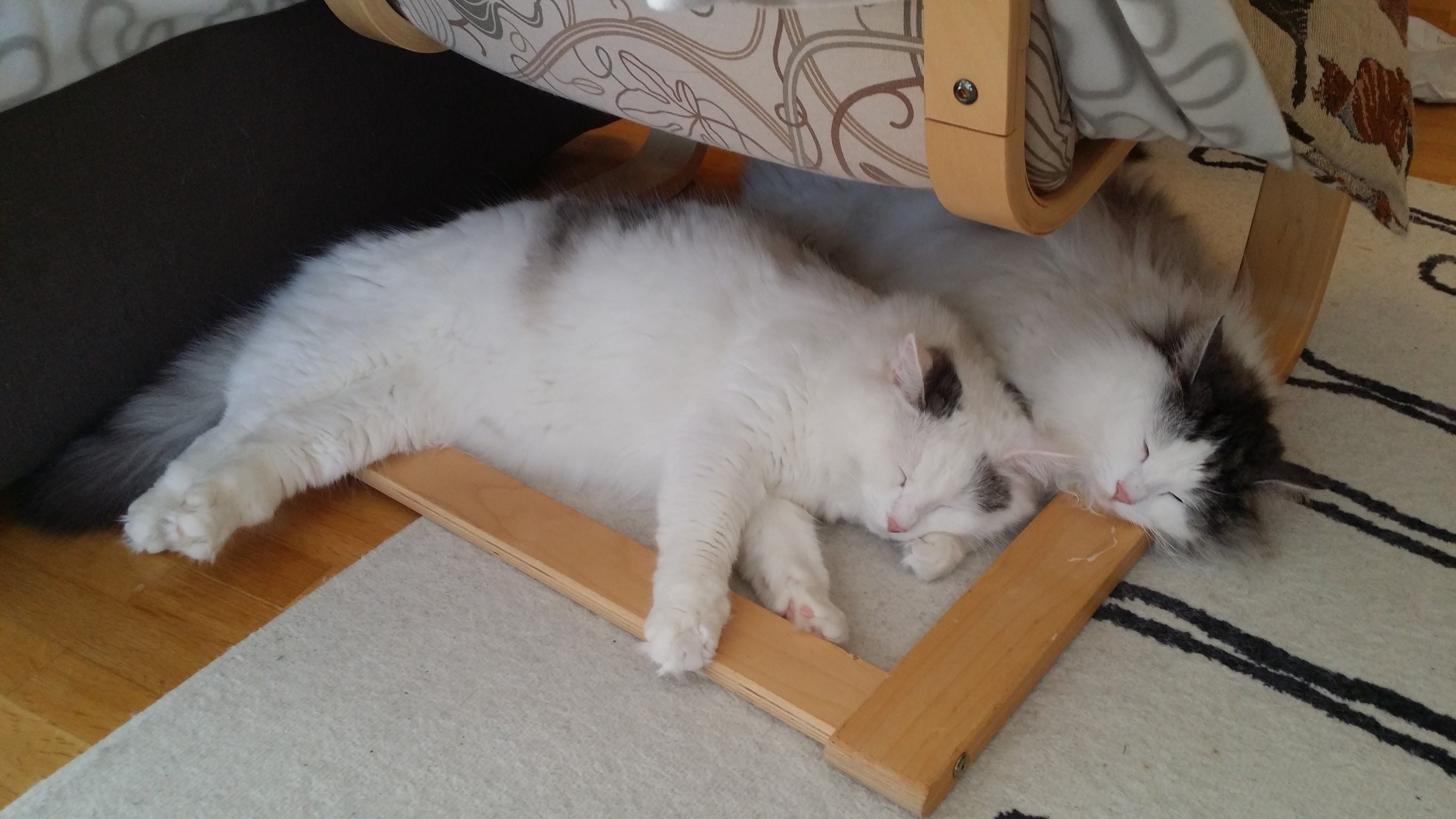sibirisk katt Oskar o Mars