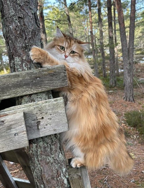Sibirisk katt Quine