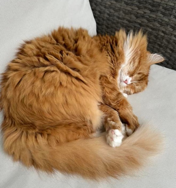 Sibirisk katt Kepheus