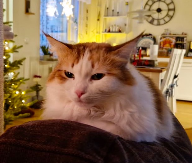 Sibirisk katt Nymphe