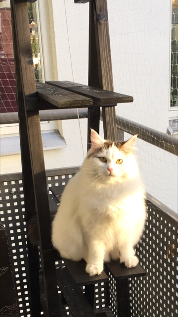 Sibirisk katt Castor