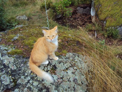 sibirisk katt Queeni