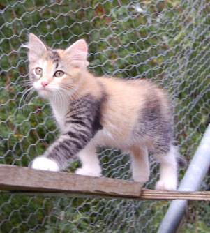 sibirisk kattunge