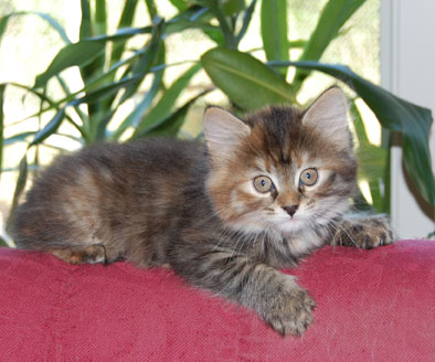 sibirisk kattunge