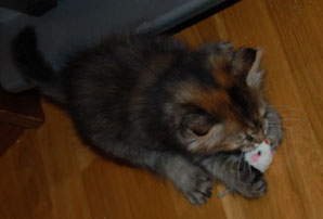 sibirisk kattunge