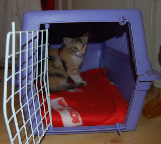 sibirisk kattunge