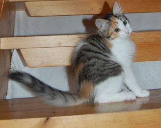sibirisk kattunge