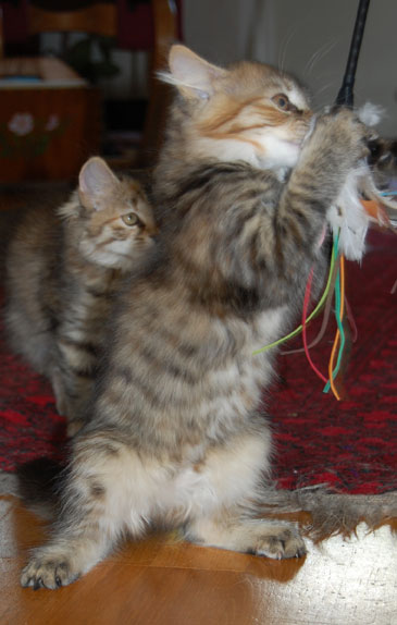 sibirisk kattunge