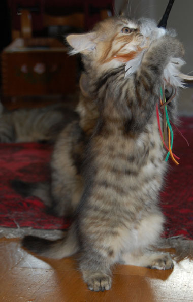 sibirisk kattunge