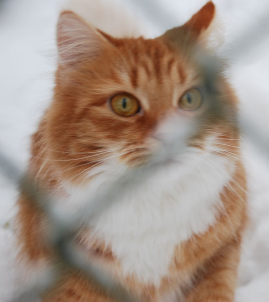 sibirisk katt