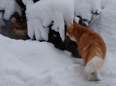 sibirisk katt Boggie