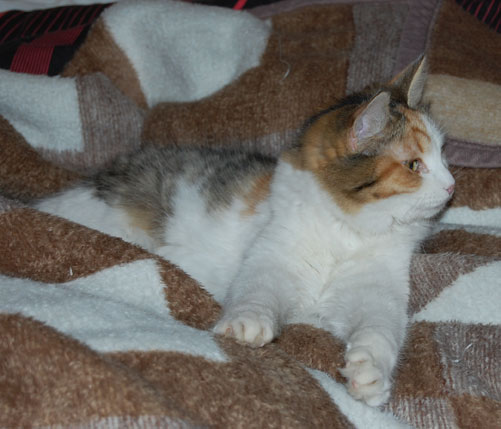 sibirisk katt