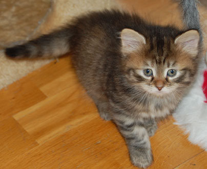 sibirisk katt