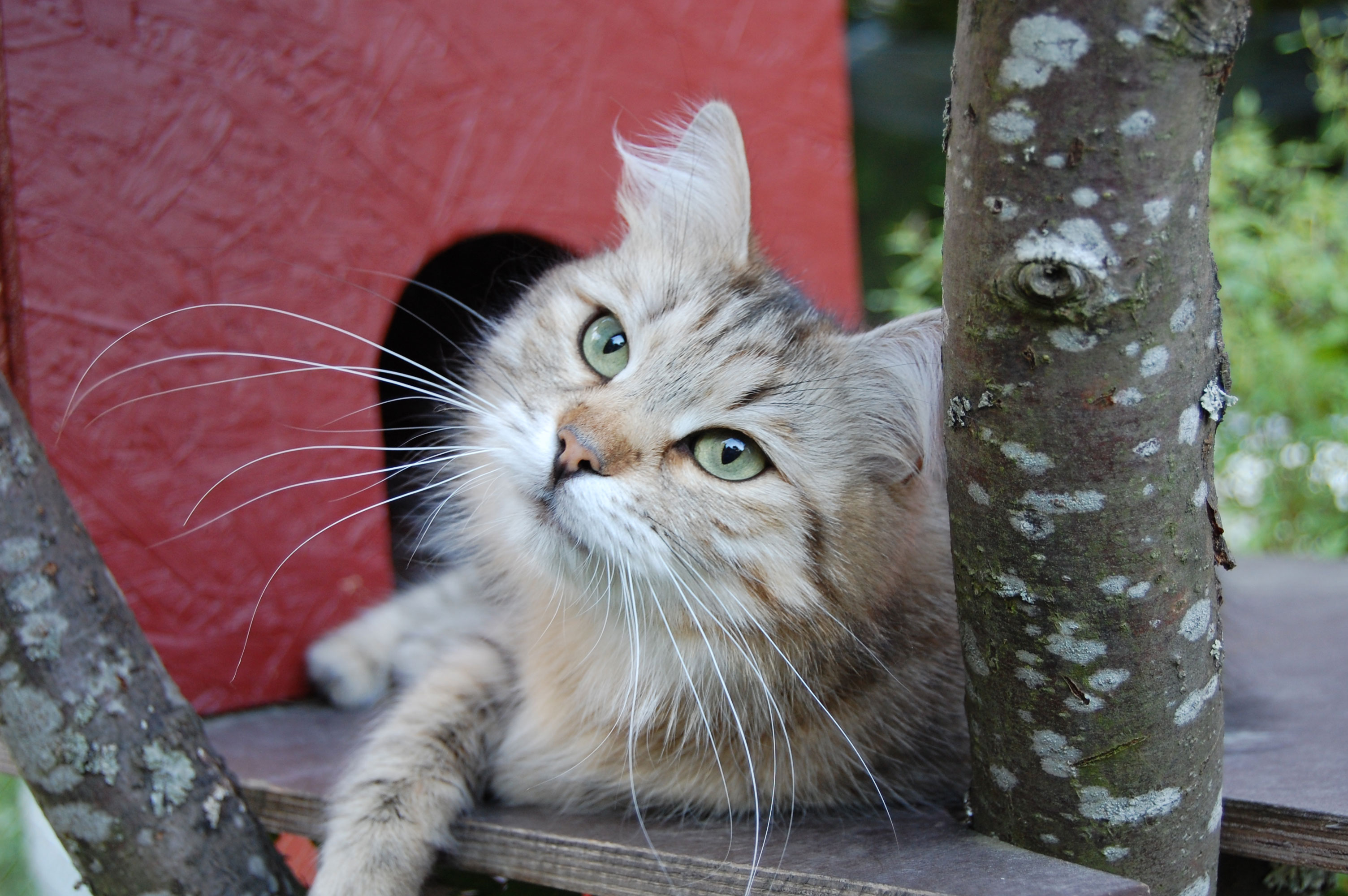 sibiriskkatt Gabbie