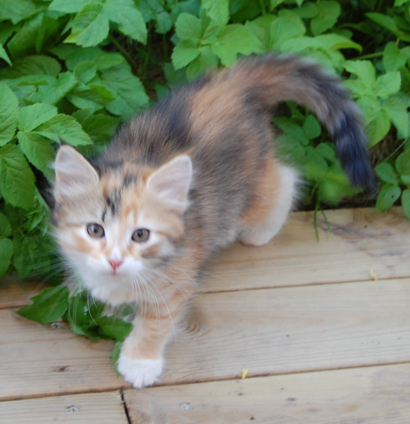 Sibirisk kattunge Dani
