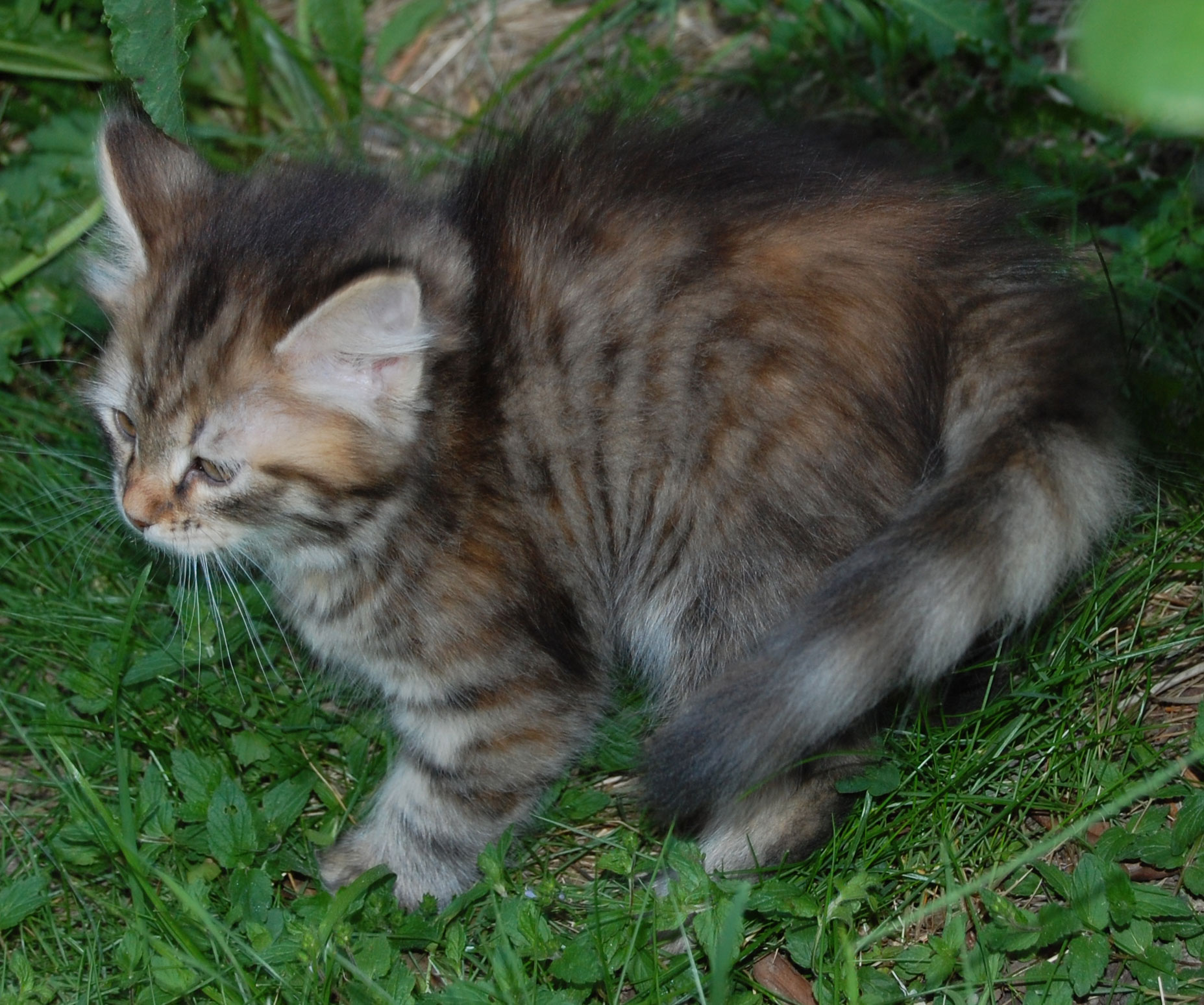 sibirisk katt