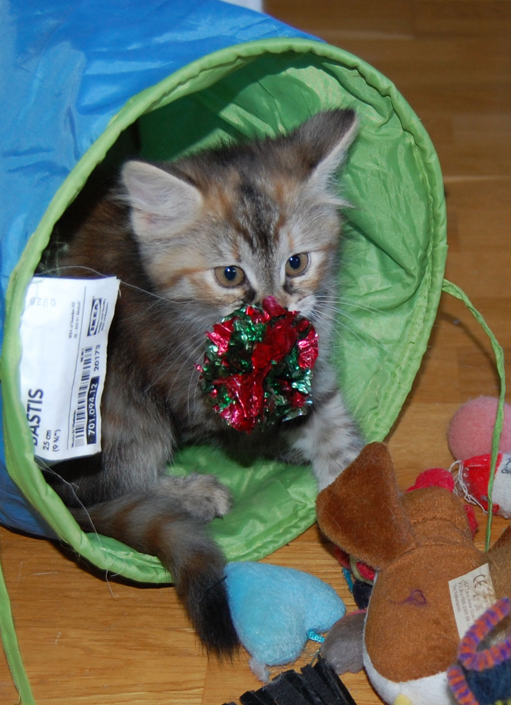 sibirisk kattunge