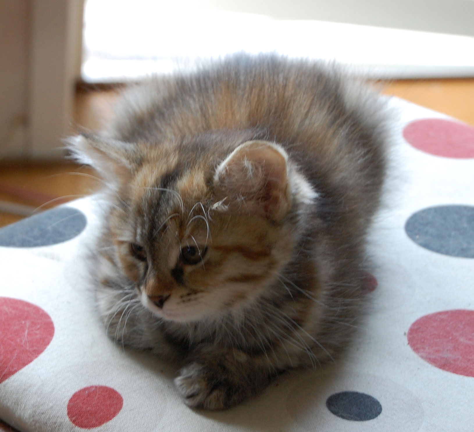 sibirisk kattunge