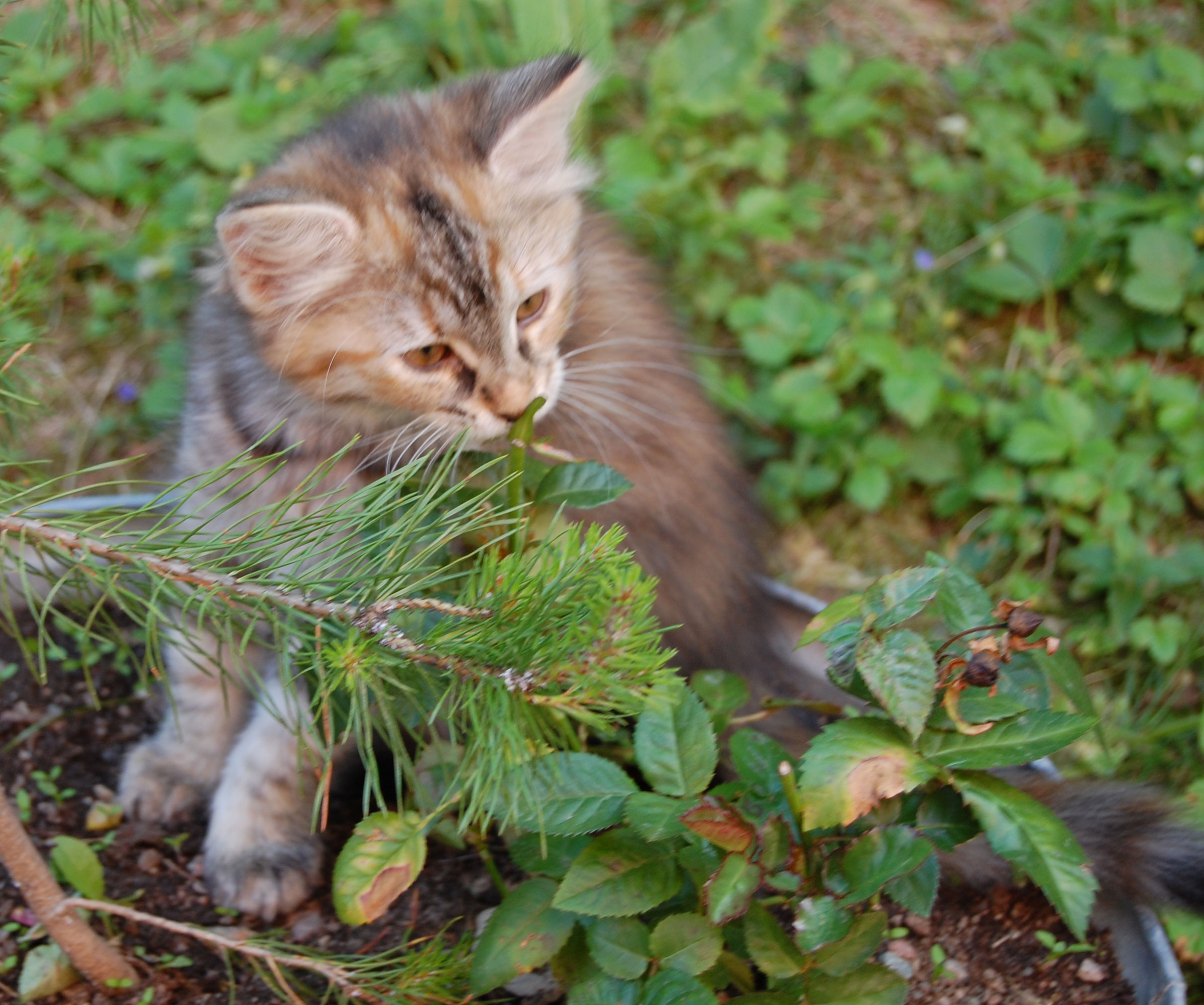 sibirisk kattunge