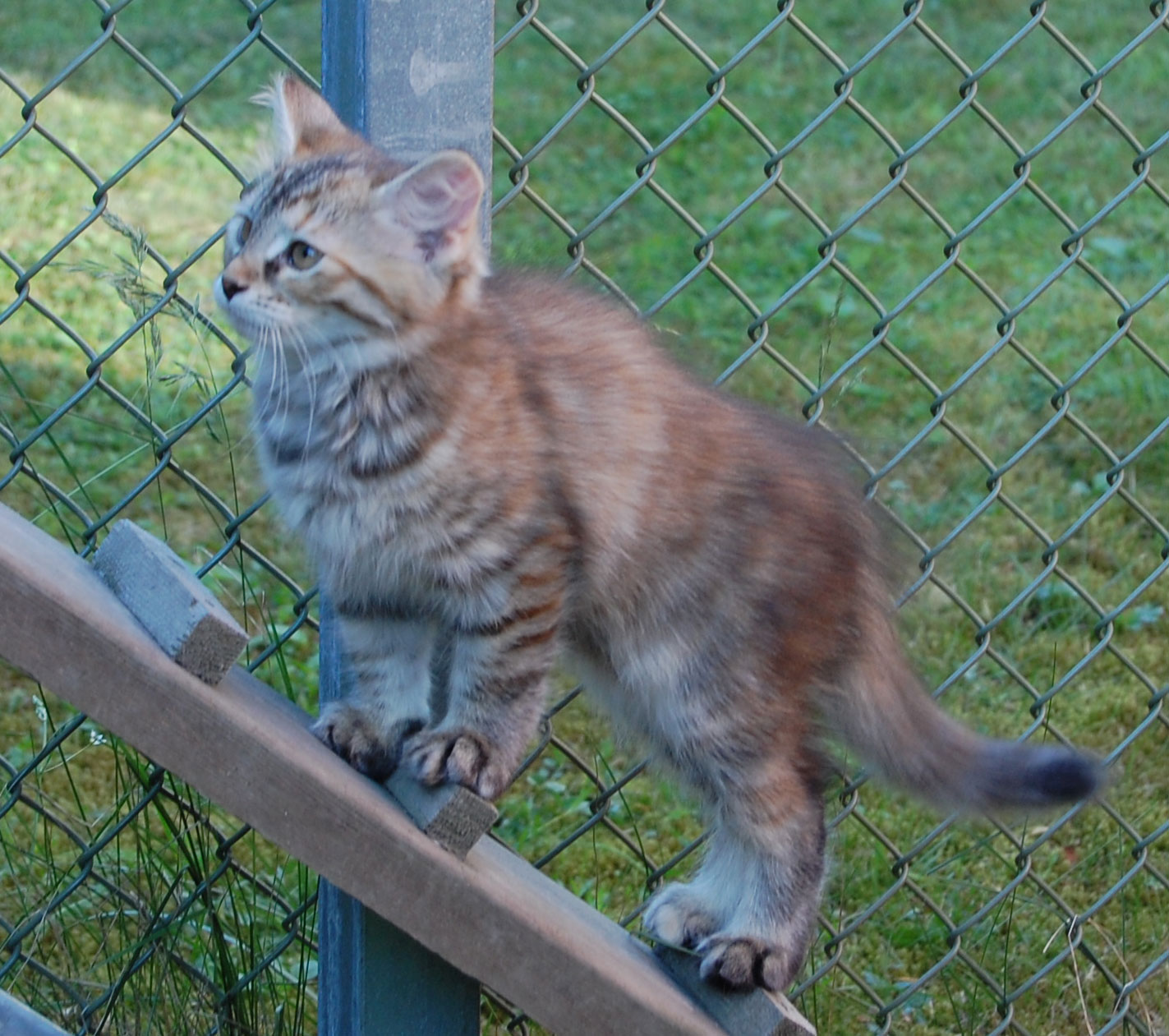 sibirisk kattunge