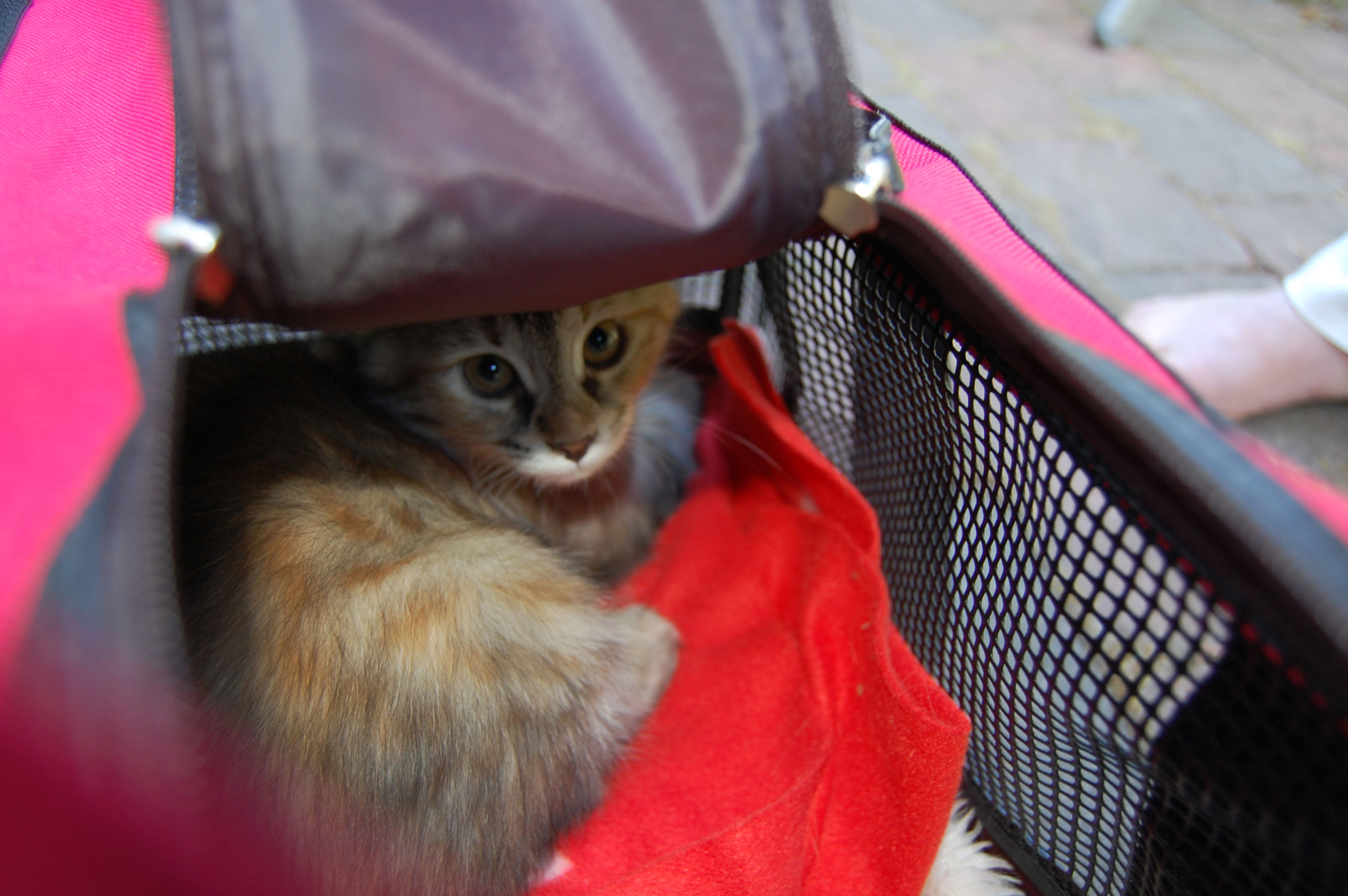 sibirisk kattunge