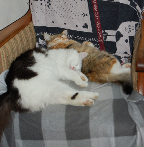 sibiriska kattungar