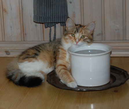 sibirisk kattunge