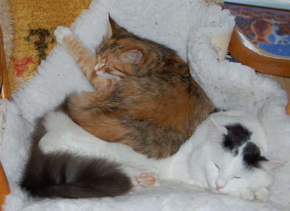 sibirisk katt
