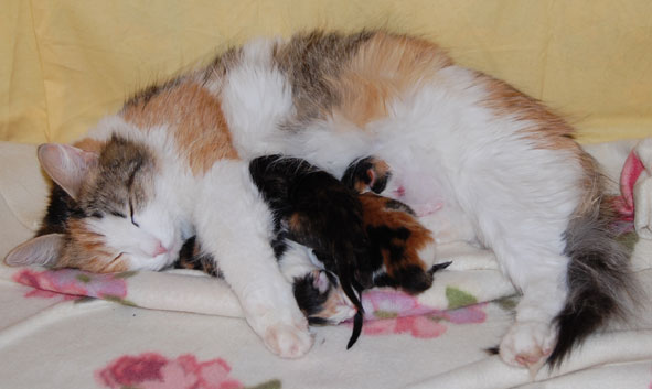 Sibirisk katt G-kull