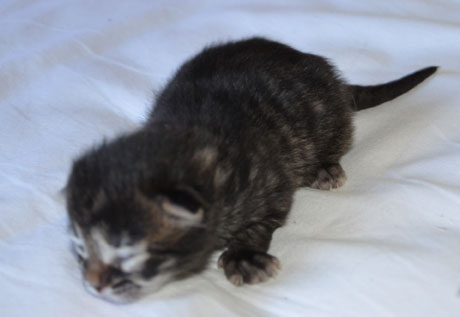 sibirisk kattunge