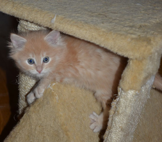 sibirisk kattunge