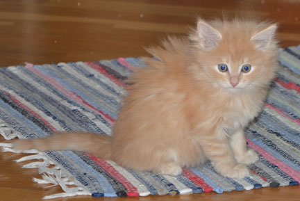 sibirisk kattunge