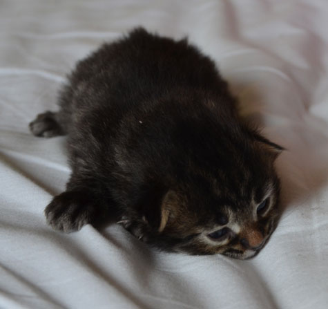 sibirisk kattunge