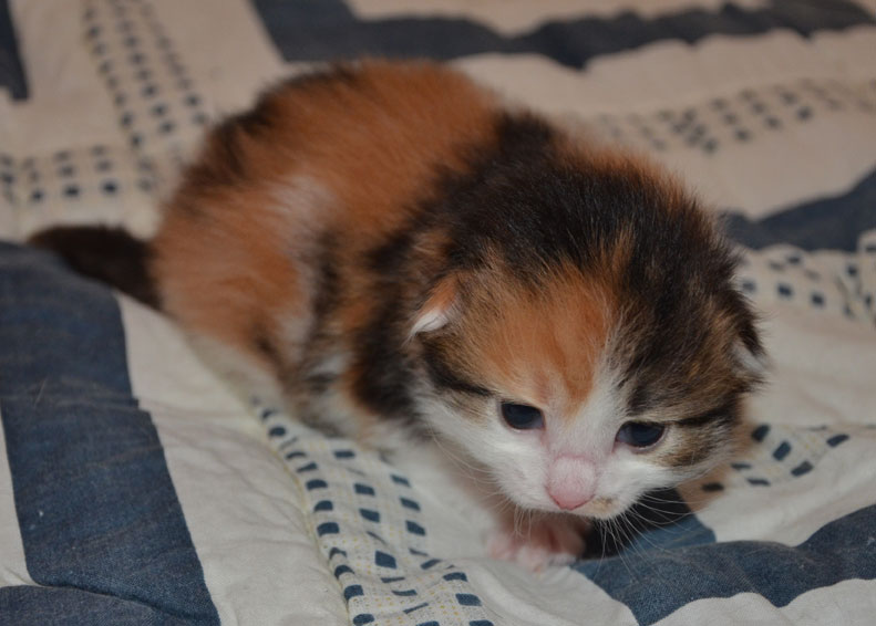 sibirisk kattunge