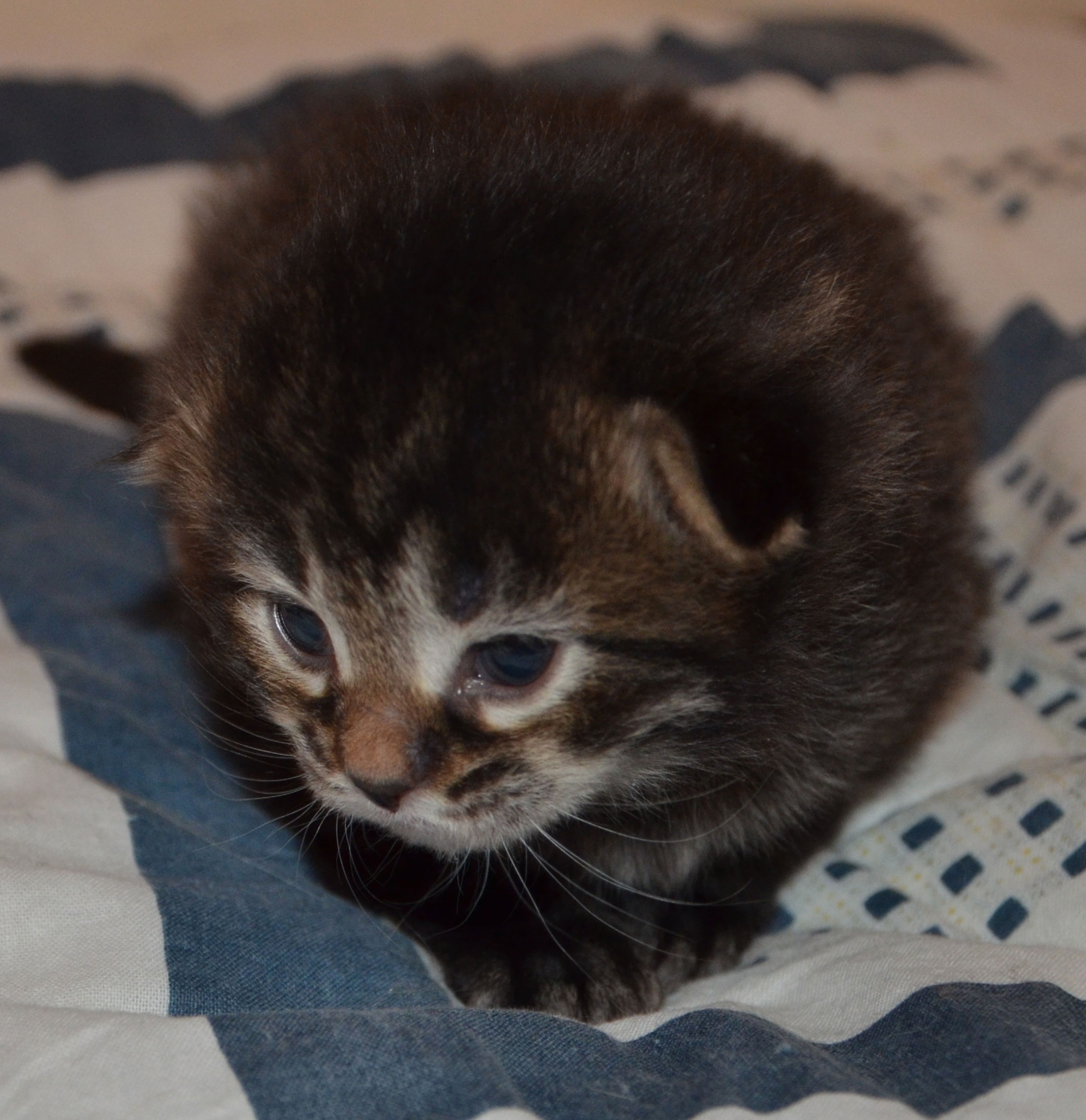 sibirisk kattunge