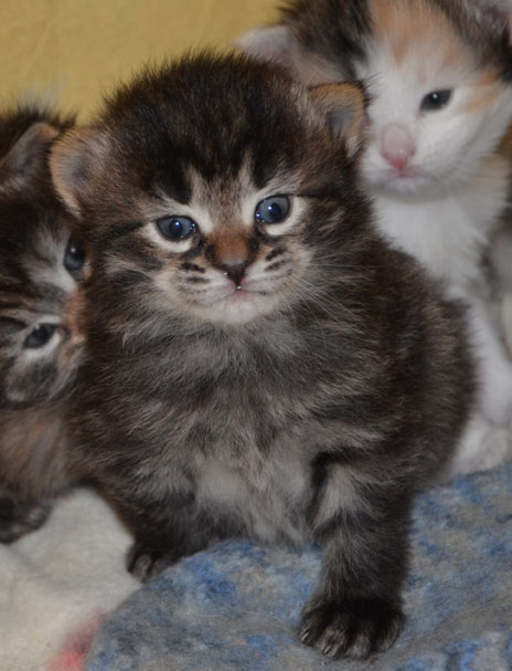sibirisk katt