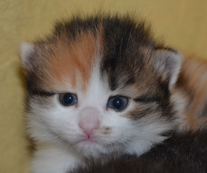 sibirisk kattunge