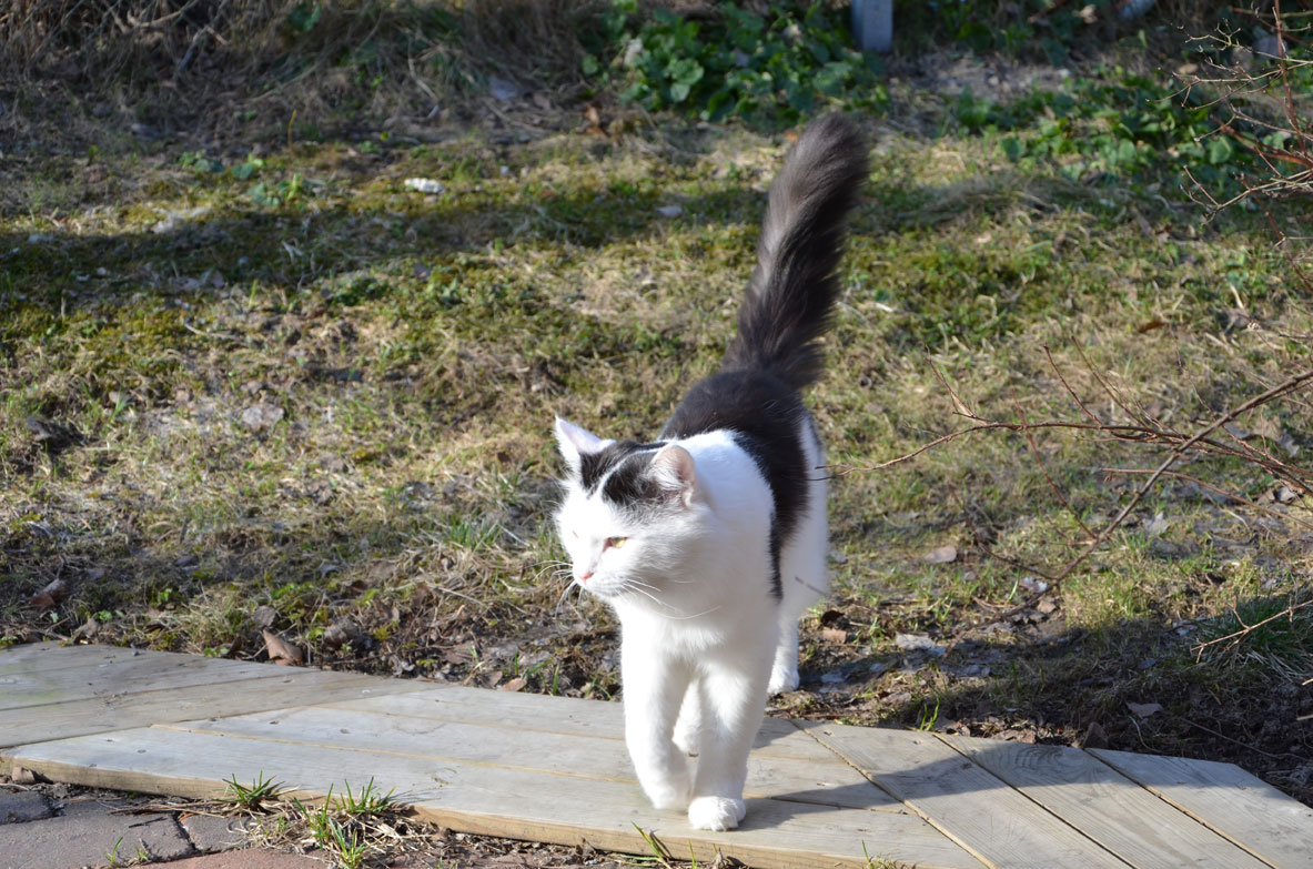 Kattgården