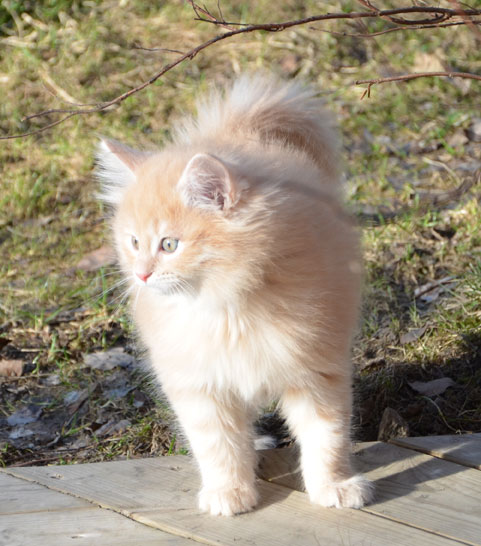 sibirisk kattunge