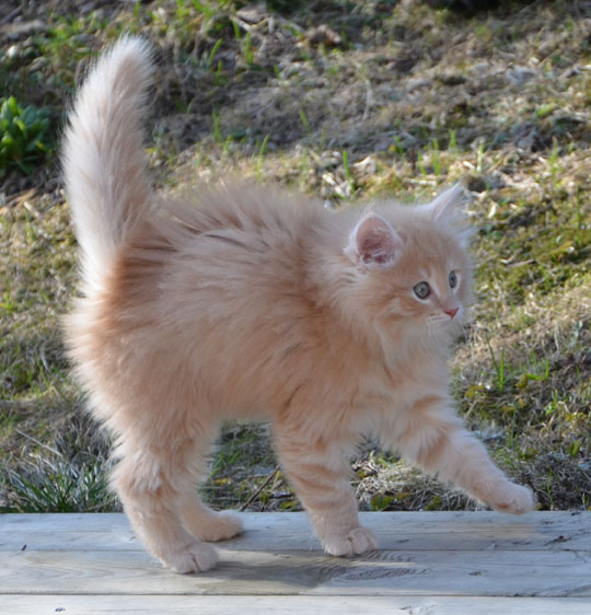 sibirisk katt