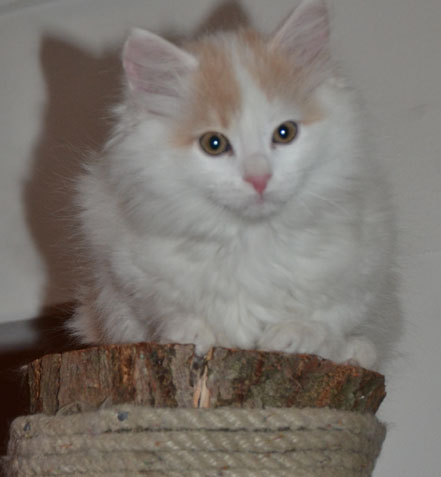 sibirisk kattunge