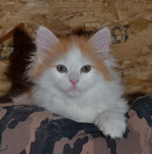 sibirisk kattunge