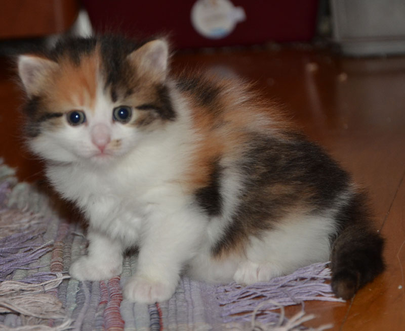 sibirisk kattunge