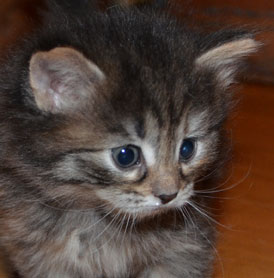 sibirisk kattunge