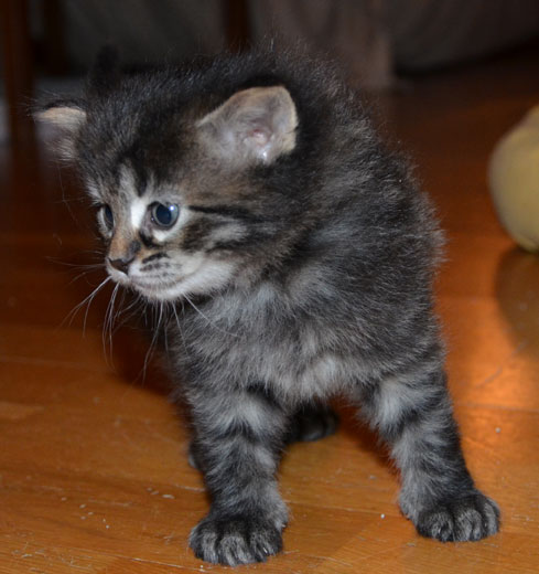 sibirisk kattungar
